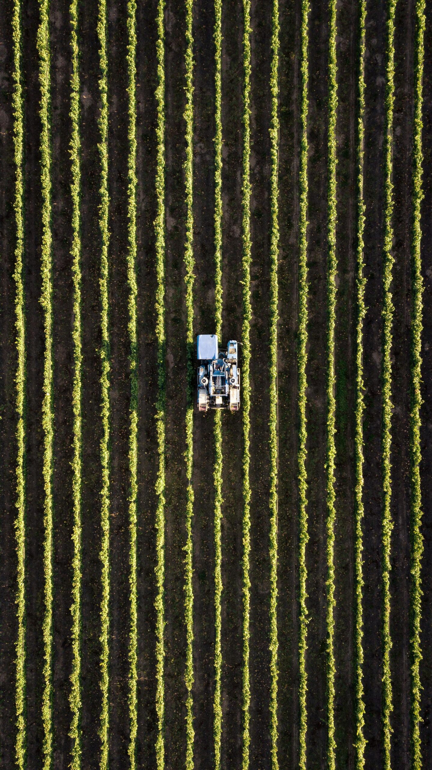 Empresas de agricultura en México